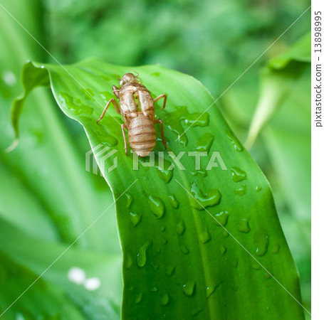 Cicada shell . 13898995