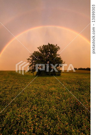 Rainbow and tree 13899303