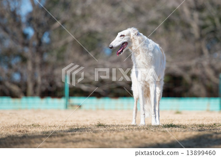 Borzoi Borzoi 13899460