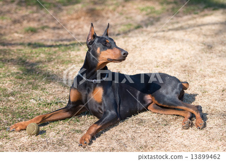 休息在樹蔭下的短毛獵犬 13899462