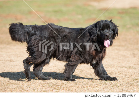 紐芬蘭 紐芬蘭 13899467