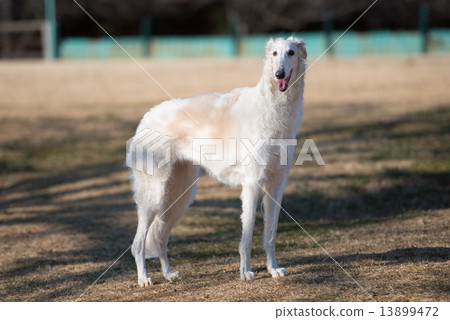 Borzoi 13899472