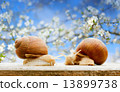 garden snails closeup flowering cherry spring background 13899738