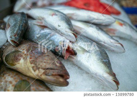 fresh fish fresh fish 13899780