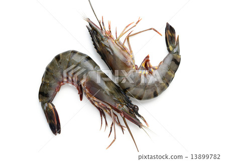 fresh shrimp 13899782