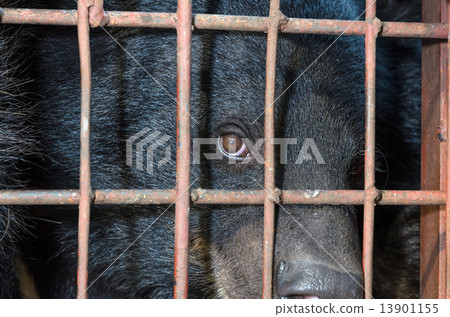 Asiatic black bear are in cage 13901155