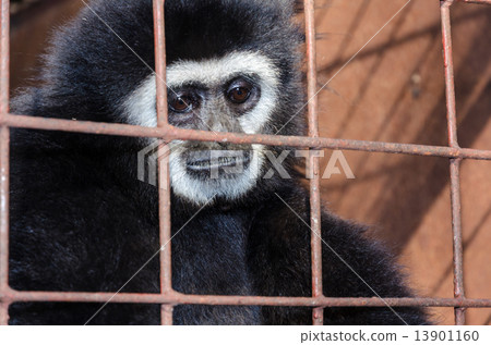 Face and eyes downcast of gibbon in a cage Face and eyes downcast of gibbon in a cage 13901160