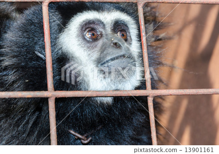 Face and eyes downcast of gibbon in a cage Face and eyes downcast of gibbon in a cage 13901161