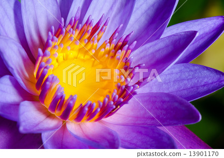 Colorful of purple Lotus 13901170