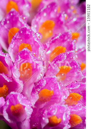 Pink Toothbrush Orchid flower 13901182