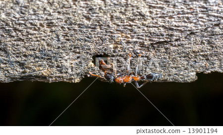 Two ants greeting 13901194