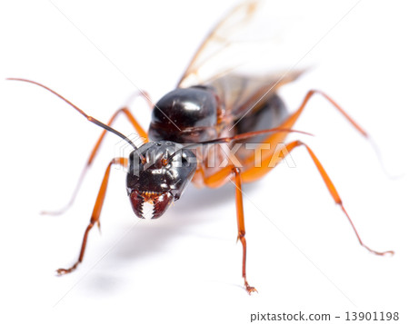 Black Carpenter Ant (Camponotus pennsylvanicus) 13901198