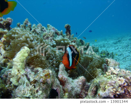 海葵和海葵 13901344