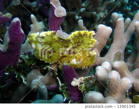 黃色Hadaka Haokoze 13901345