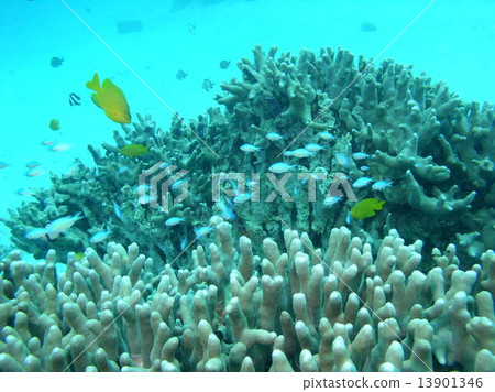 一群珊瑚礁和debas死亡 一群珊瑚礁和debas死亡 13901346