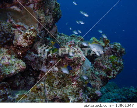 麻雀群 麻雀群 13901347