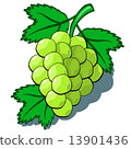 Green Grapes 13901436