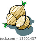 Onion and Slice 13901437
