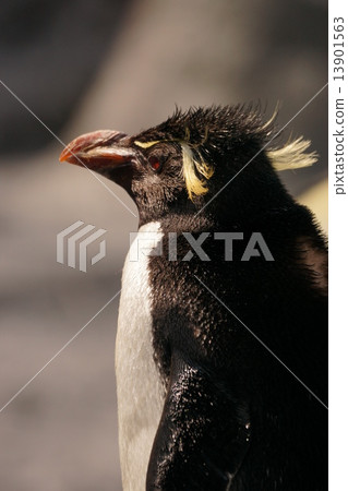 Iwatobi penguin 2 Iwatobi penguin 2 13901563