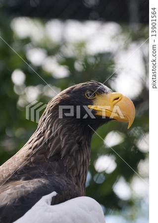 Steller's sea eagle 32 13901564