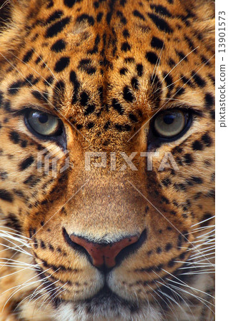 一隻豹子 13901573