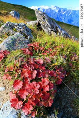 Northern Alps · Hakuba Fringe The autumn leaves and Mt. Mountain of Miyama Radish Saw near the Tengu head Northern Alps · Hakuba Fringe The autumn leaves and Mt. Mountain of Miyama Radish Saw near the Tengu head 13901967
