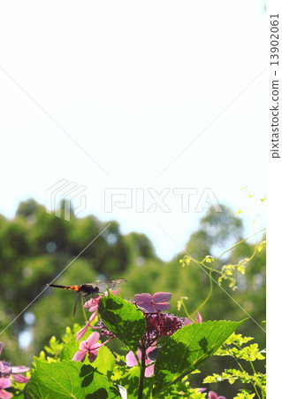 A dragonfly that restores with hydrangea Dragonfly to relax on the hydrangea. 13902061
