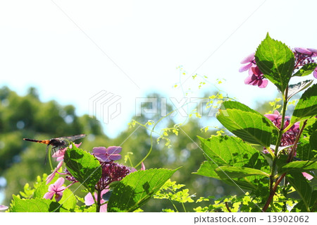 A dragonfly that restores with hydrangea Dragonfly to relax on the hydrangea. 13902062