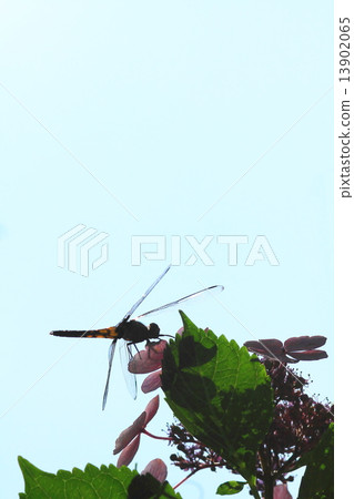 一隻蜻蜓，用繡球花蜻蜓恢復，在繡球花上放鬆。 13902065