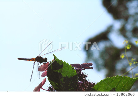 A dragonfly that restores with hydrangea Dragonfly to relax on the hydrangea. 13902066