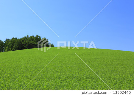 Hokkaido Kamifurano-cho Wheat field and grove 13902440