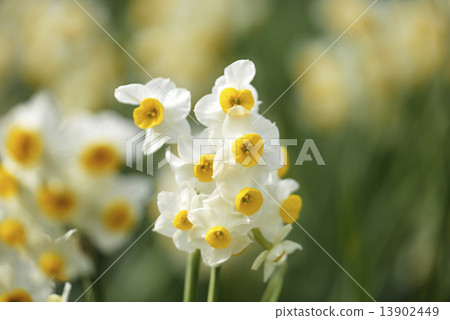 Narcissus 13902449