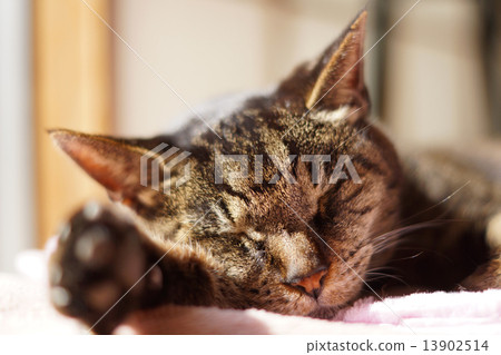 野雞貓睡覺 13902514