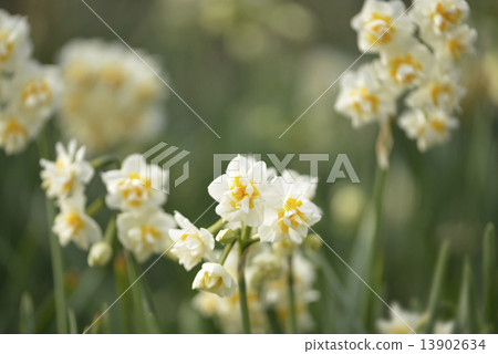 雙層盛開的水仙花 13902634