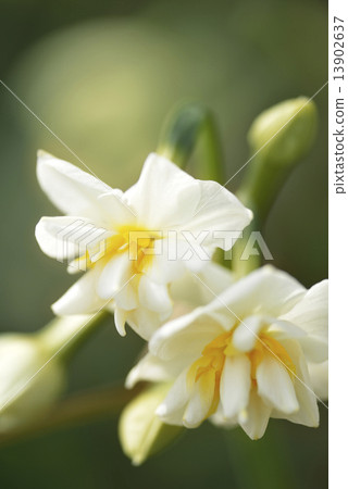 雙層盛開的水仙花 13902637