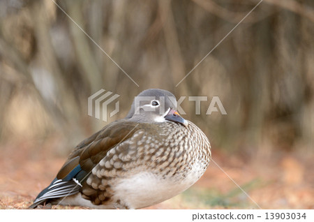 鴛鴦 鴛鴦 13903034