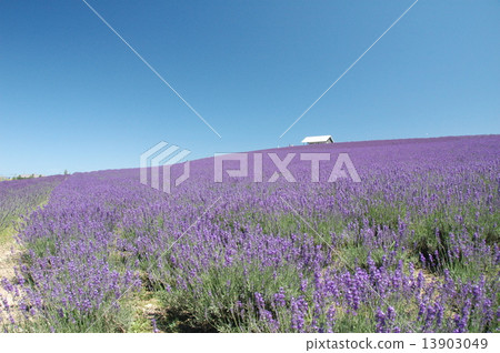 lavender lavender 13903049