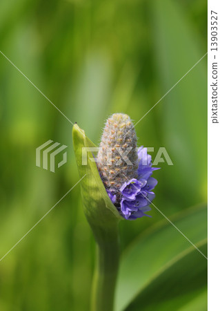 Flowers of Pontedera 13903527
