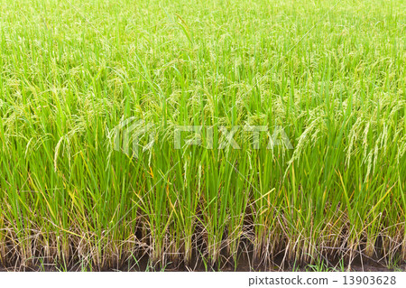 Paddy rice in field, Thailand 13903628