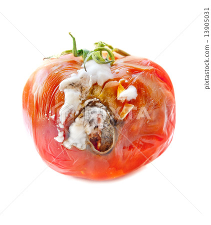 rotten tomato rotten tomato 13905031