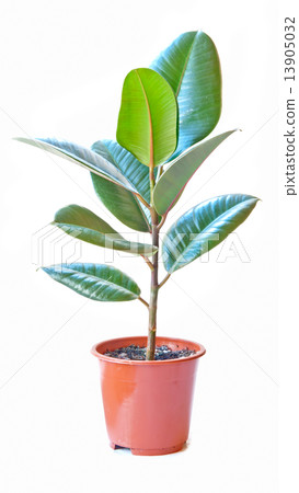 rubber plant rubber plant 13905032
