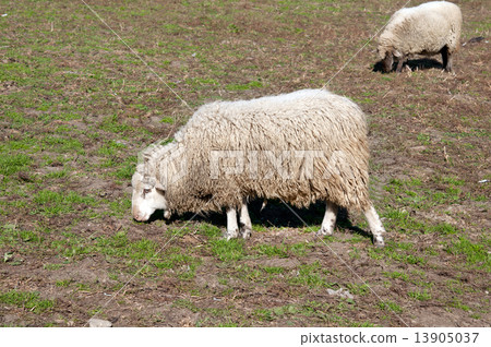 sheeps sheeps 13905037