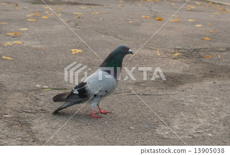 single pigeon single pigeon 13905038