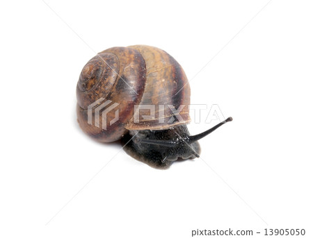 snail snail 13905050