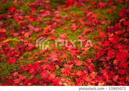 秋葉落葉 13905072