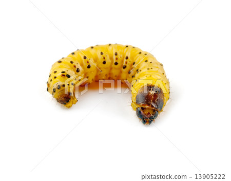 woodworm isolated 13905222