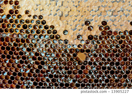 yellow honeycomb 13905227