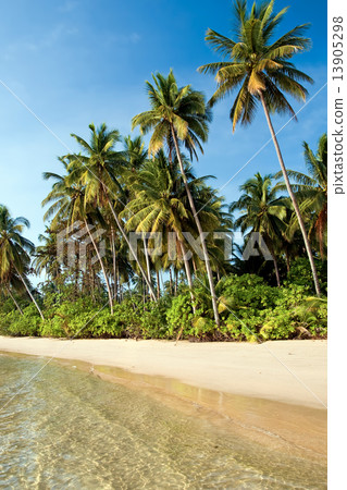 Island Tropical Shore Island Tropical Shore 13905298