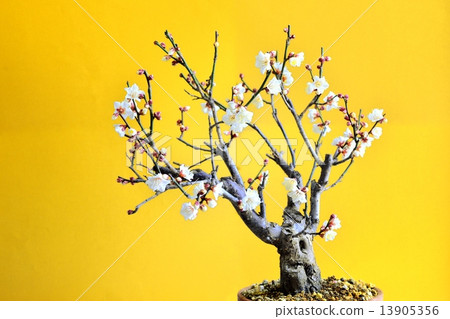 盆景李子 13905356