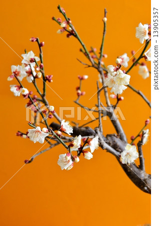 盆景李子 13905357